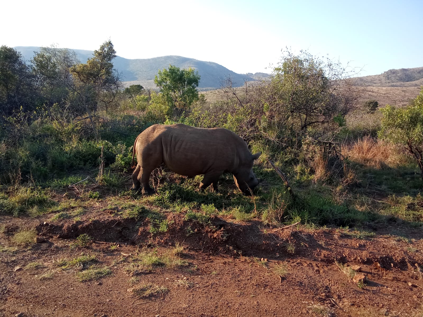 White Rhino